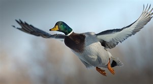 Waterfowl A